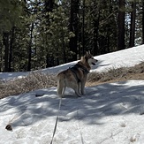 Snow Blue, Mount Pinos