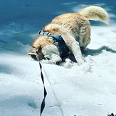 Happy Blue, Mount Pinos