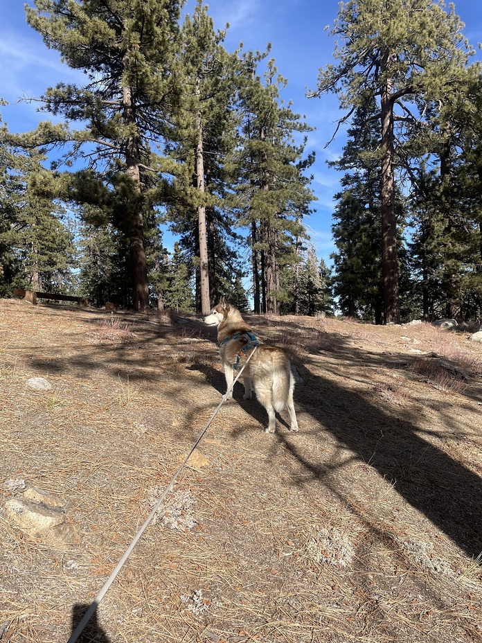 Forrest Blue, Mount Pinos