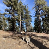 Forrest Blue, Mount Pinos