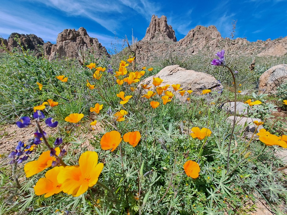 Spring flowers, Superstition Mountain