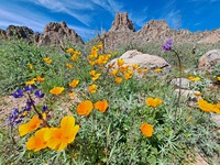 Spring flowers, Superstition Mountain photo