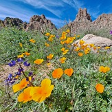 Spring flowers, Superstition Mountain