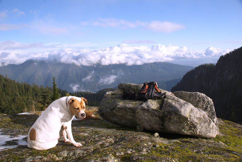 It's a dog's life!, Mount Seymour