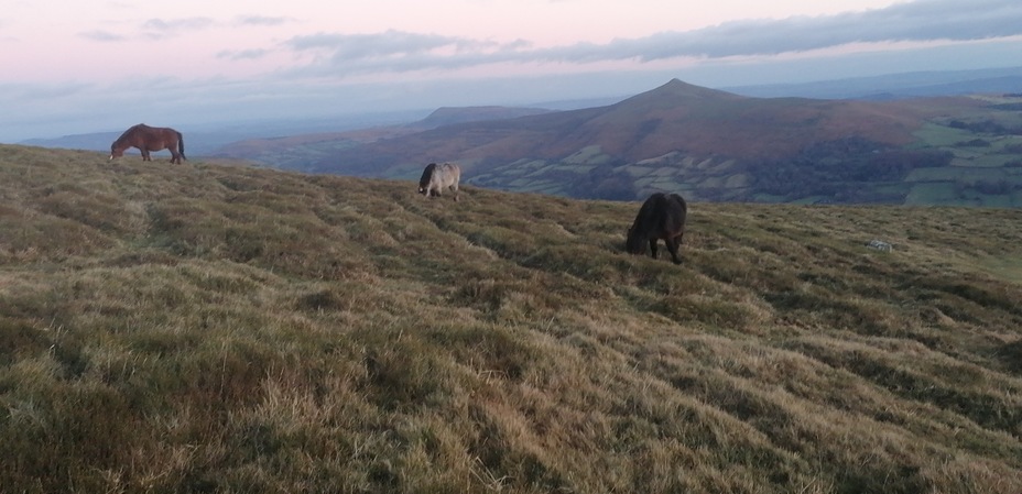 ponies, Pen Cerrig-calch