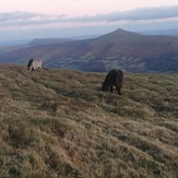 ponies, Pen Cerrig-calch