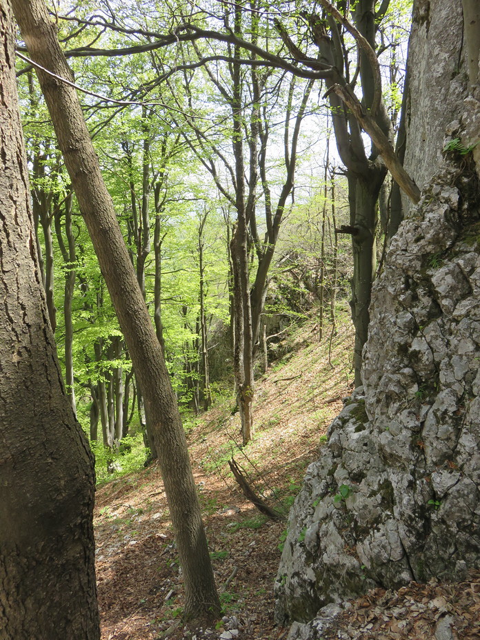 Veliki Krš