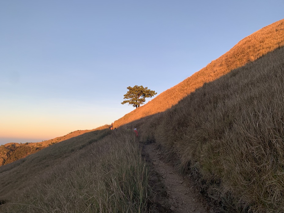 Lone tree, Mount Pulag