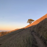 Lone tree, Mount Pulag