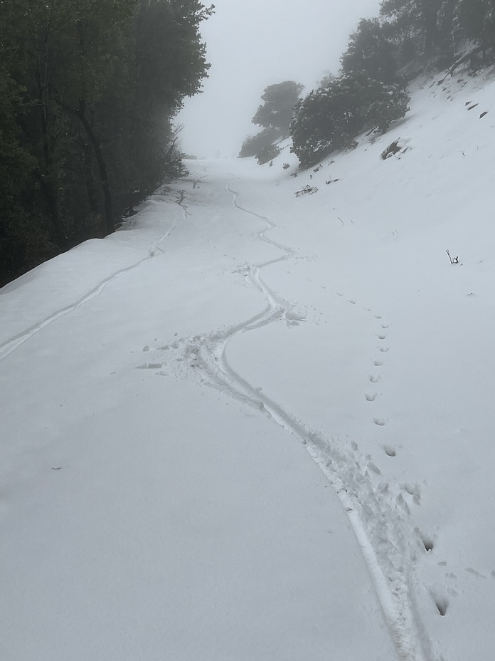 Mtn bike and fox tracks, Mount Saint Helena