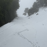 Mtn bike and fox tracks, Mount Saint Helena