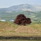 Views from Loughrigg, Loughrigg Fell