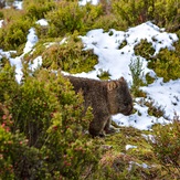 Snowy Wombat, Cradle Mountain