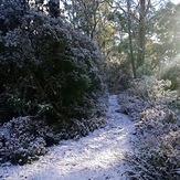 Tracks through the woods, Cradle Mountain