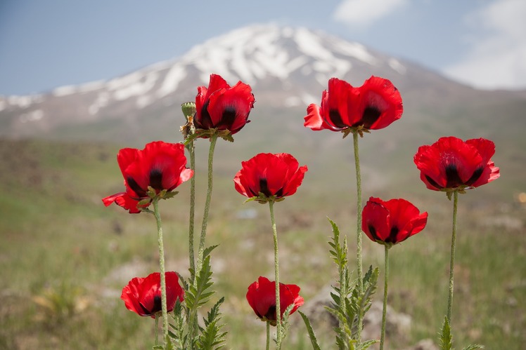 Damavand, Damavand (دماوند)