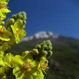 damavand, Damavand (دماوند)