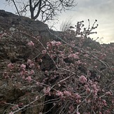 Spring came, Kolakchal