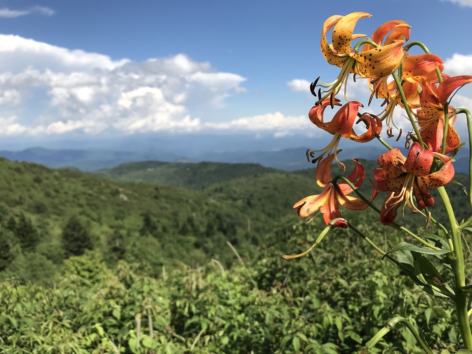 Lilies Looking East, Black Balsam Knob