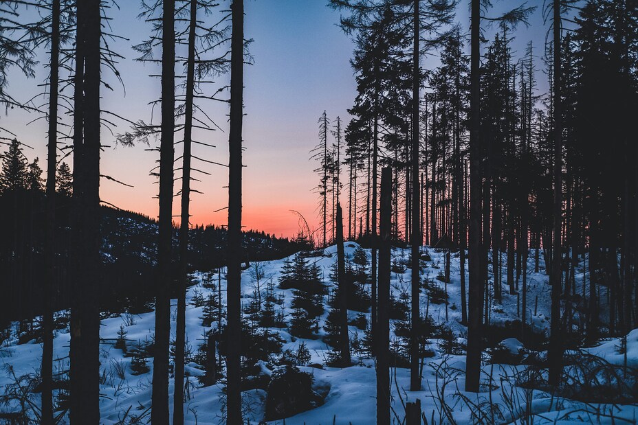Snowy Forest Near Kasprowy Wierch, Poland