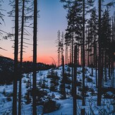 Snowy Forest Near Kasprowy Wierch, Poland
