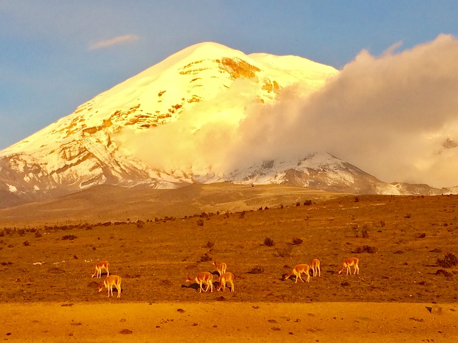Chimborazo vicuñas