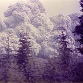 Tree planting #6, Mount Saint Helens