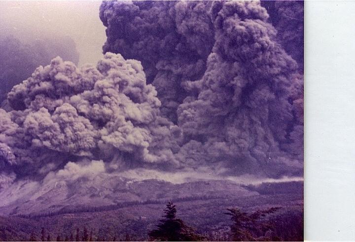 tree planting #4, Mount Saint Helens