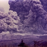 tree planting #4, Mount Saint Helens