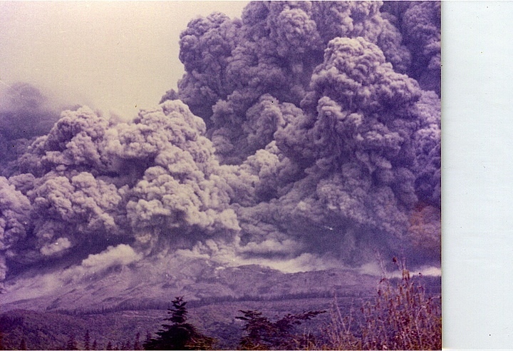tree planting #3, Mount Saint Helens