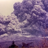 tree planting #3, Mount Saint Helens