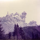 Tree planting #1, Mount Saint Helens