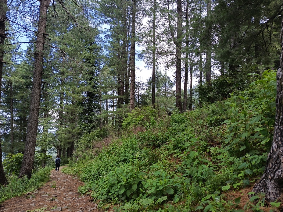 Miranjani Top