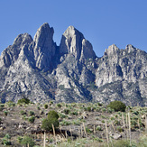 Organ Needle