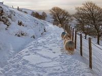 Path below top, Penycloddiau photo