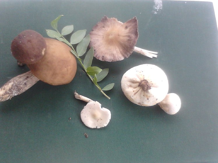 wild mushrooms of Paiko