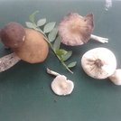 wild mushrooms of Paiko