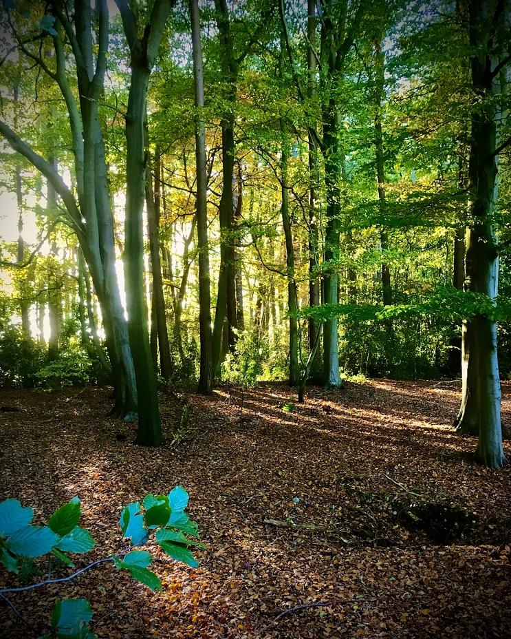 Woodland at Alderley Edge, Geology of Alderley Edge