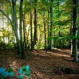Woodland at Alderley Edge, Geology of Alderley Edge