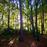 Woodland at Alderley Edge, Geology of Alderley Edge