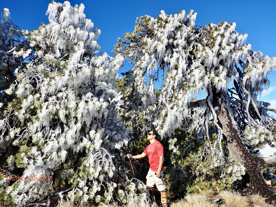 Frozen trees, Cofre De Perote