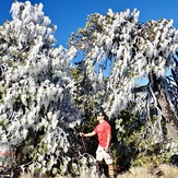 Frozen trees, Cofre De Perote