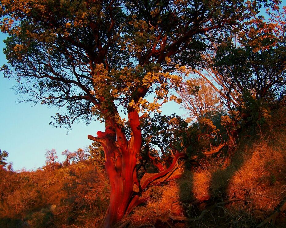 Snowy Mountain, Figueroa Mountain