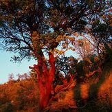 Snowy Mountain, Figueroa Mountain