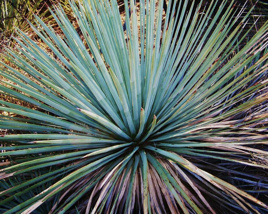 Snowy Mountain, Figueroa Mountain