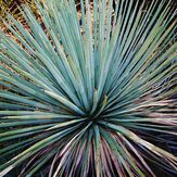 Snowy Mountain, Figueroa Mountain