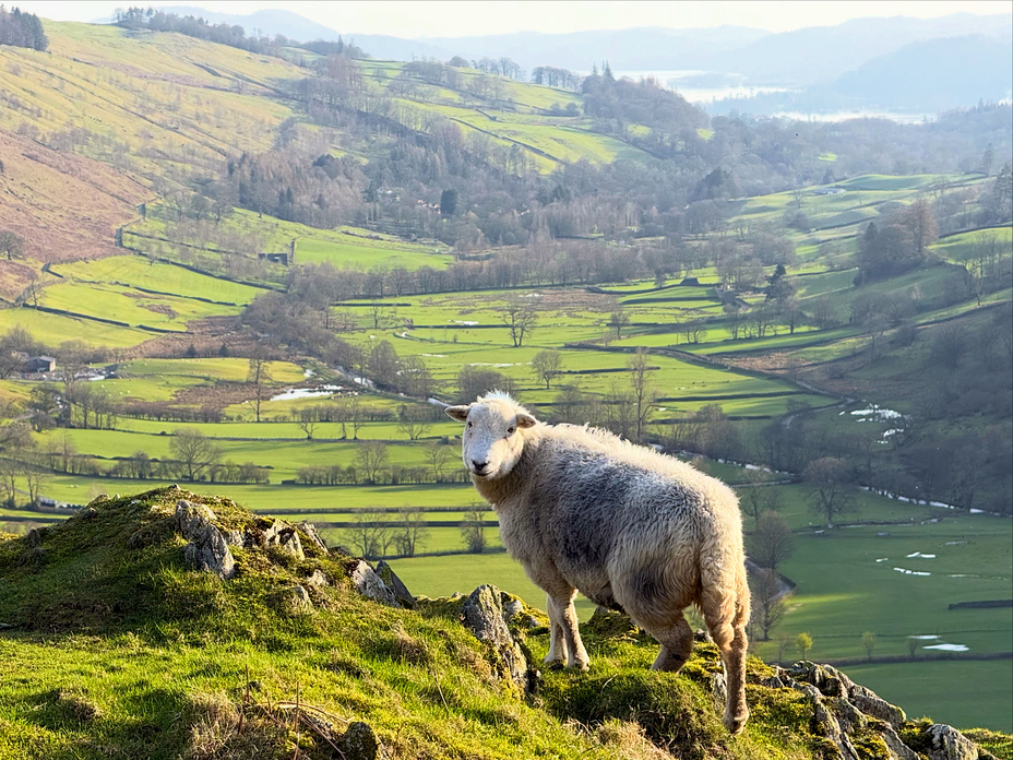 Herdy on Troutbeck Tongue