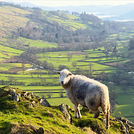 Herdy on Troutbeck Tongue