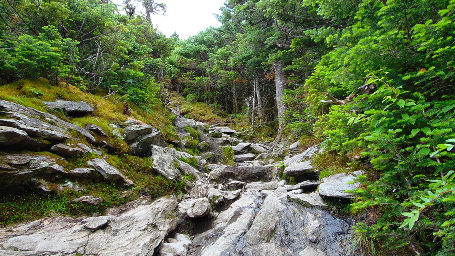 Summit Trail, Camels Hump