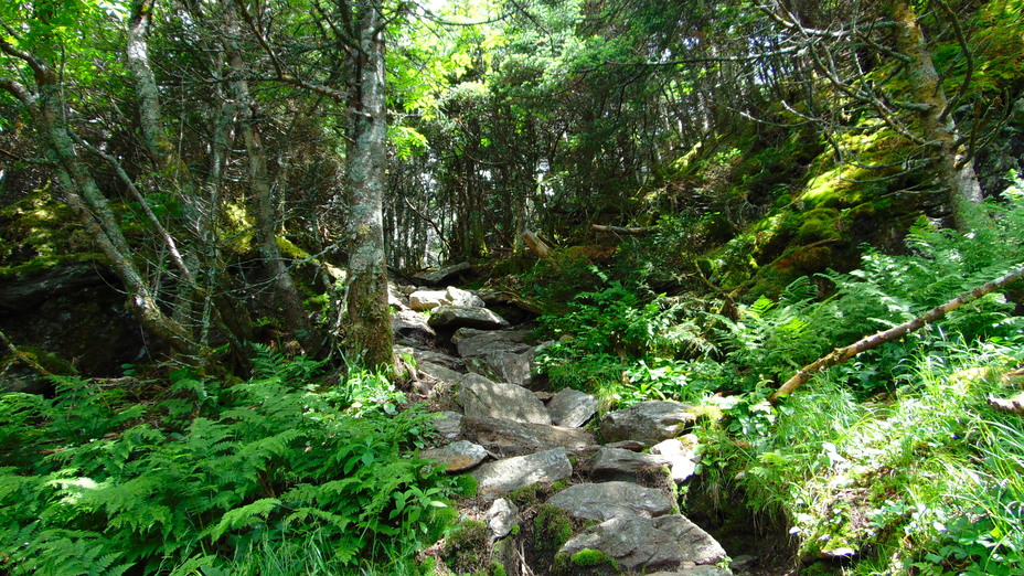 South Side Ascent, Camels Hump