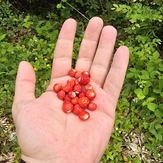 Šumske jagode, Babička Gora